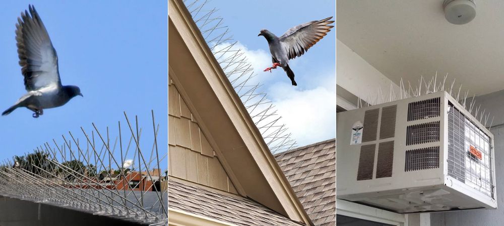 Bird Spikes in Bangalore